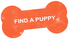 https://poodlecentral.com/wp-content/uploads/2022/04/find-a-puppy.png