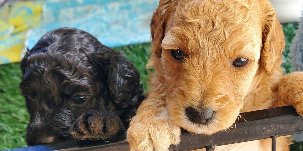 Coats and Bath Time Bliss