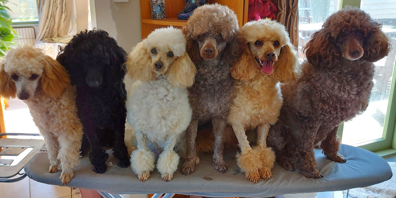 Successfully Breeding Purebred-Poodles Is No Accident